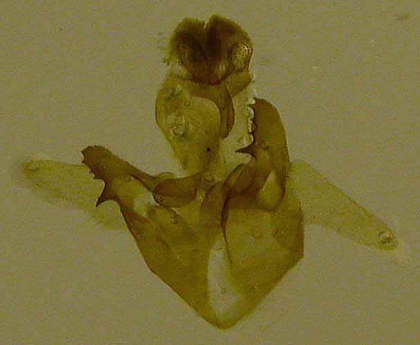 Cycnia tenera male genitalia