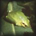   Hyla arborea, 