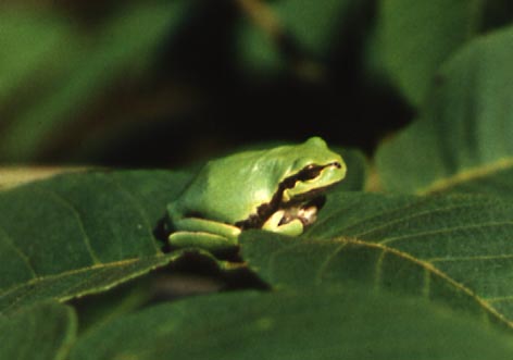 Hyla japonica,  ,  