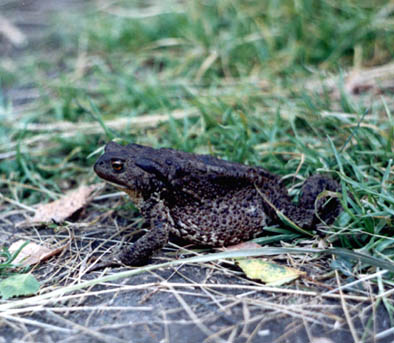 Bufo bufo,  ,  