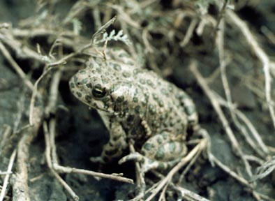 Bufo viridis,  