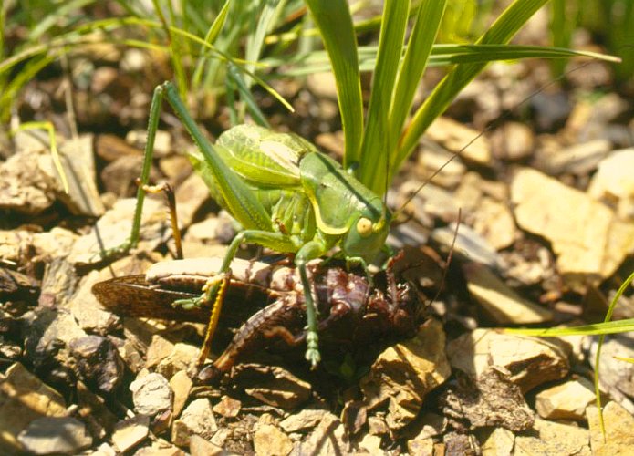  Gampsocleis gratiosa   ,  