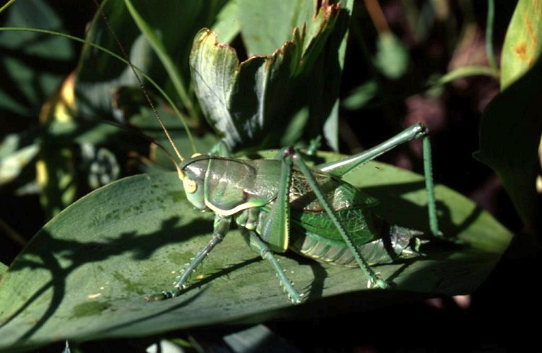 Gampsocleis gratiosa,  