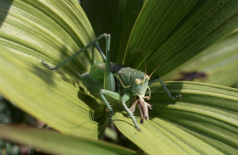  Gampsocleis gratiosa   ,  