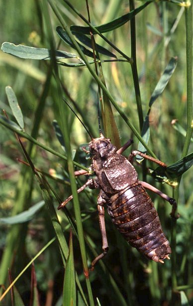 Deracantha onos,  