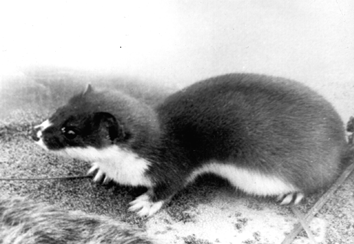 Mustela nivalis, photo