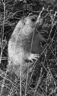 Marmota baibacina, Kazakhstan, photo