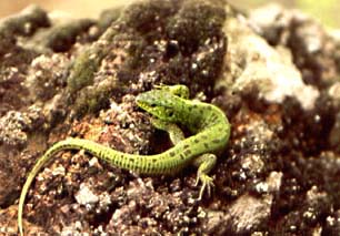 Lacerta agilis,  ,  