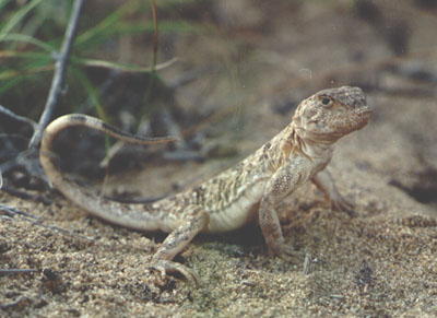 Phrynocephalus melanurus, color photo