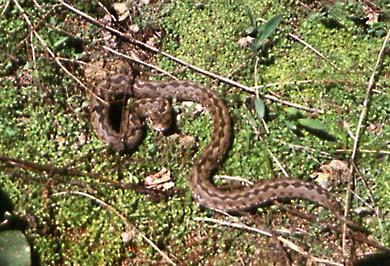 Vipera ursinii,  ,  