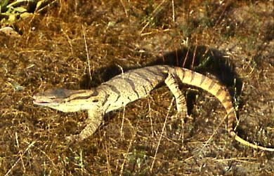 Varanus griseus,  ,  