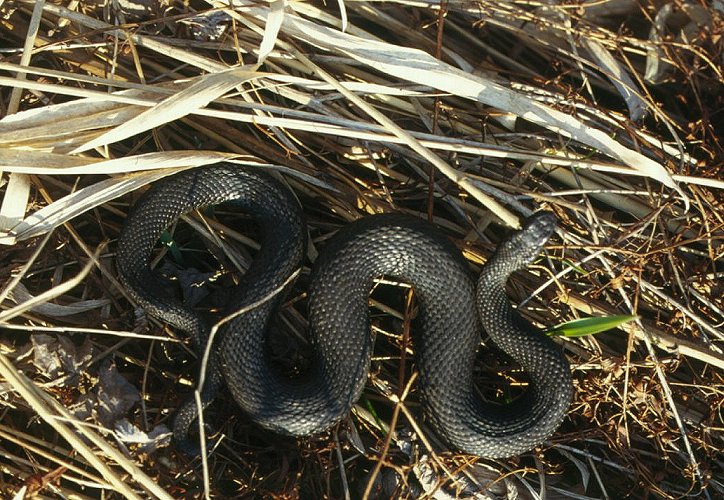 Vipera berus, ,  