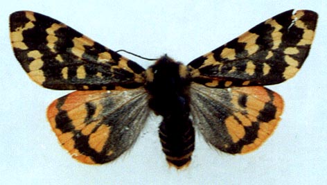 Acerbia alpina, color image