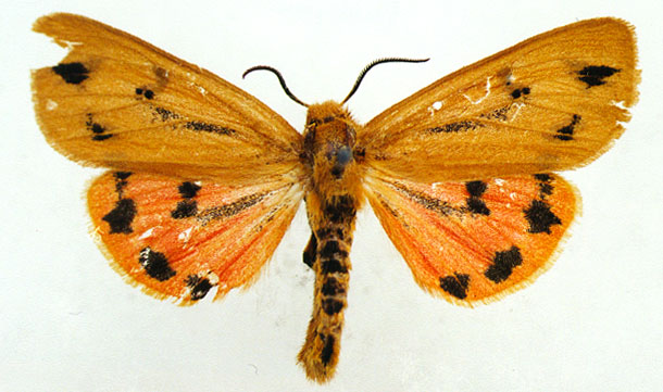 female, color image