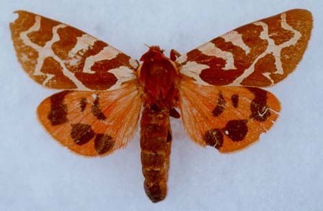 Arctia olschwangi, paratype, female, color image