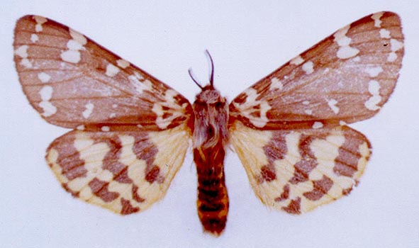 Arctia rueckbeili, color image