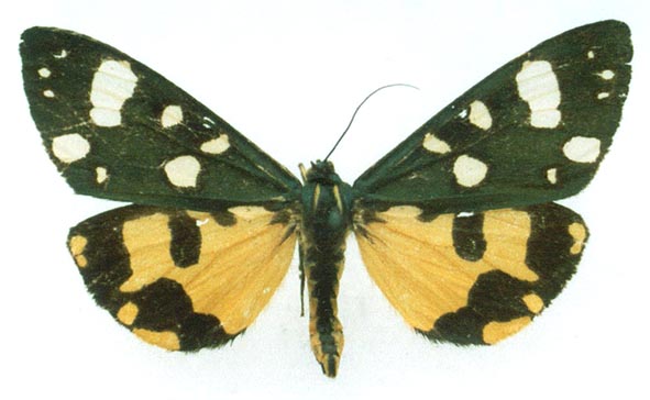 Callimorpha dominula rossica, color image