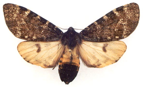 carcinopyga proserpina, color image