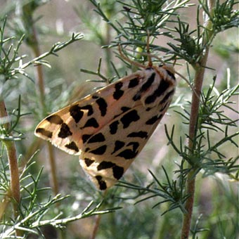 Centrarctia mongolica, color image