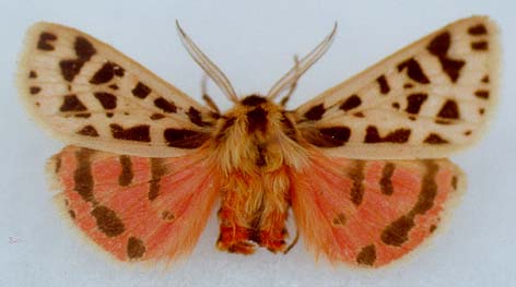 Chelis ferghana, paratype, color image