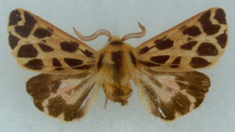 Chelis caecilia, topotype of Cletis maculosa insularia, color image