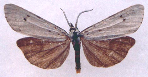 Coscinia cribraria, color image