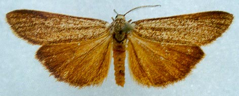 Coscinia romeii, color image