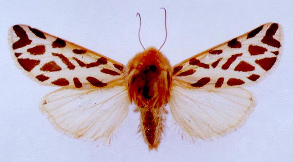 Cymbalophora rivularis, color image