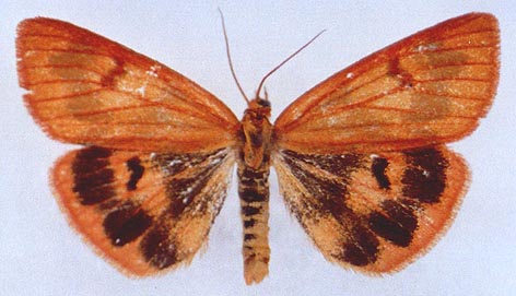 Diacrisia irene, color image