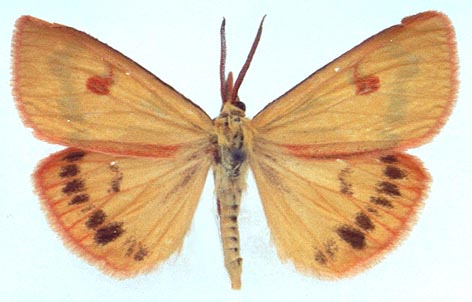 Diacrisia irene, color image