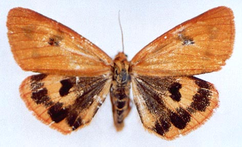 Diacrisia irene, color image