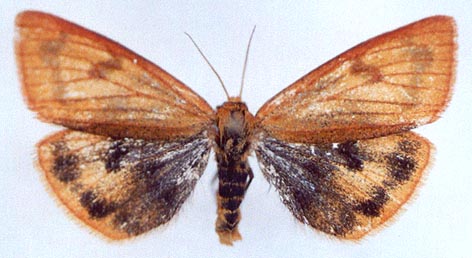 Diacrisia sannio sannio, color image