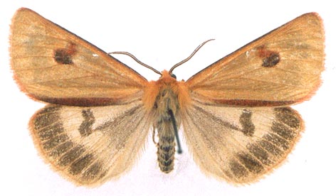 Diacrisia sannio sannio, color image