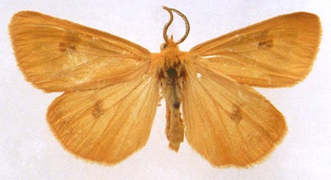 Diacrisia sannio mortua, color image