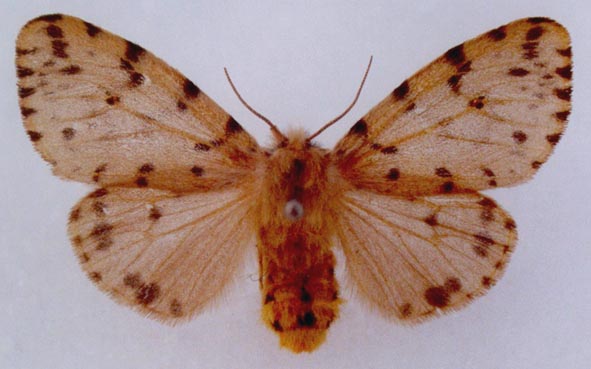 Spilosoma luctuosa djamila, color image