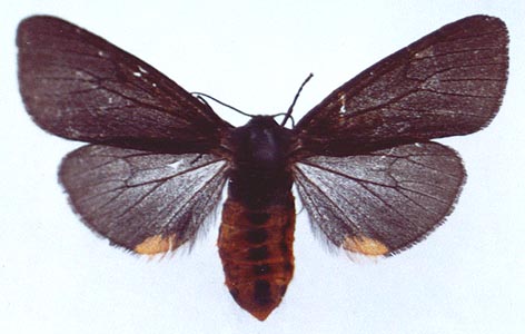 Epatolmis caesarea, color image