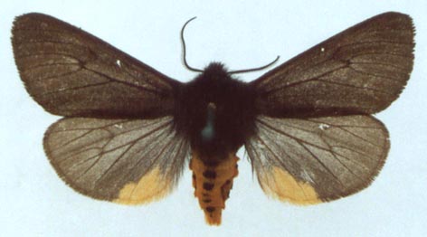 Epatolmis caesarea, color image