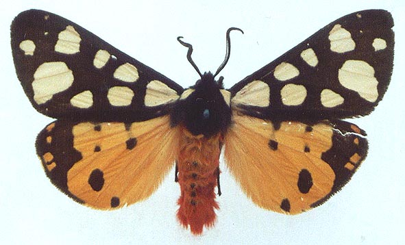 Epicallia villica villica, color image