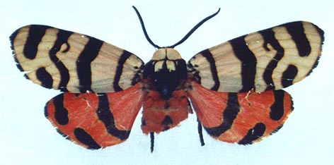 Eucharia festiva collaris, color image