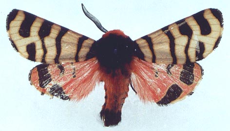 Eucharia festiva collaris, color image