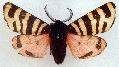 Eucharia festiva iliensis, color image