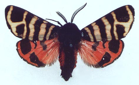 Eucharia festiva festiva, color image