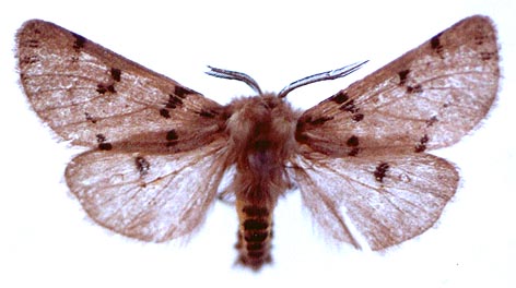 Eudiaphora turensis, color image