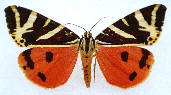 Euplagia quadripunctaria quadripunctaria, color image