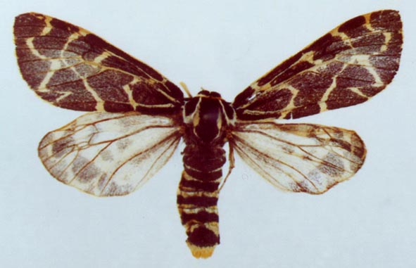 Holoarctia puengeleri fridolini, East Yakutia, color image