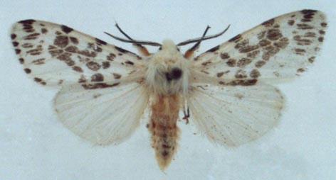 Hyphantria cunea, color image