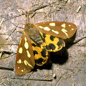 Hyphoraia aulica, color image