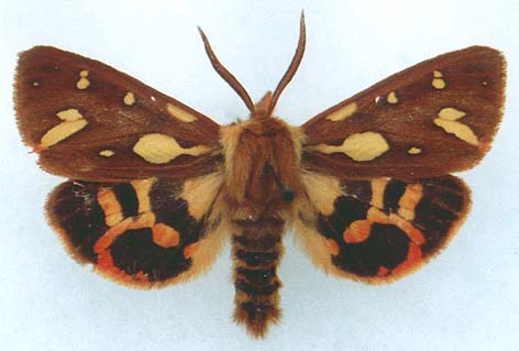 Hyphoraia testudinaria, color image