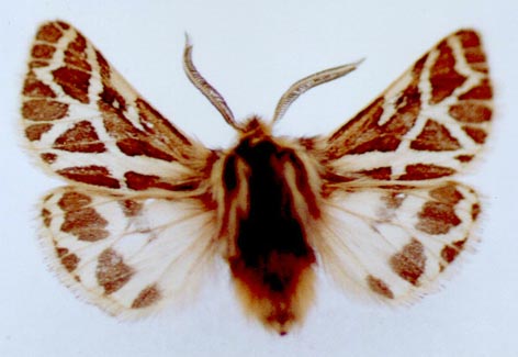 Ocnogyna armena pallidior, color image