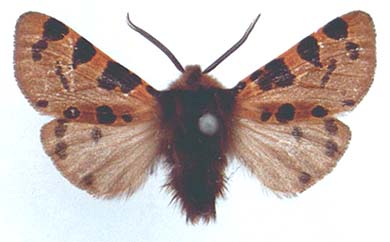 Ocnogyna zoraida hemigena, color image